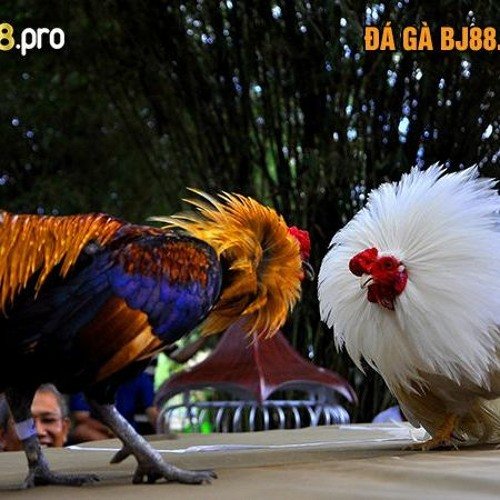 You are currently viewing Khám Phá Tool Go88 Có Lừa Đảo Không Trải Nghiệm Đầy Kịch Tính