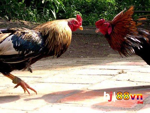 You are currently viewing Khám Phá Thế Giới Giải Trí Trực Tuyến Với Hợp Đồng Mua Bán Đất 2025 Hướng Dẫn Chi Tiết Và Kinh Nghiệm Cá Nhân